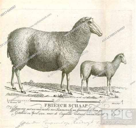 Ovis Aries Print Domestic Sheep Ovis Aries Are Quadrupedal Stock