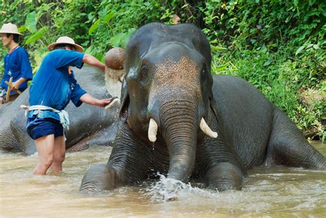 World Elephant Day Uk Funding Supports The Protection Of Elephants