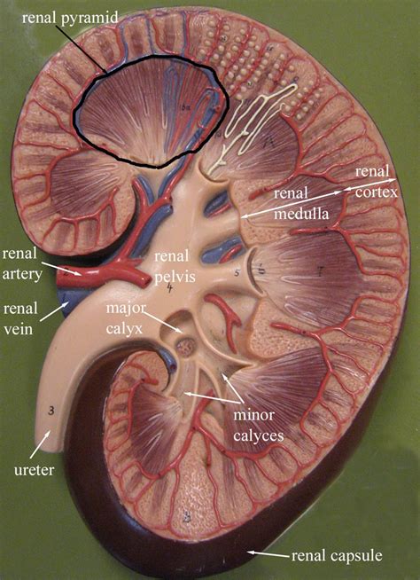 Renal medulla/ renal pyramid (9. 8 Kidney - Medical Anatomy And Physiology 951 with Doroudi ...