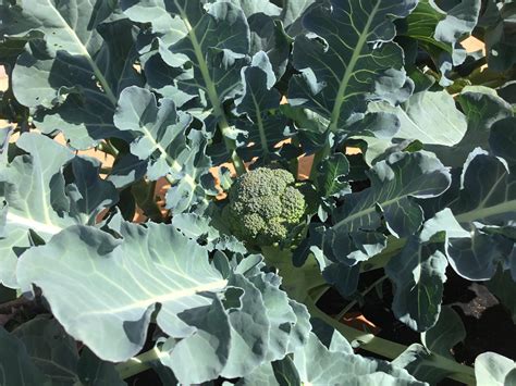 My First Attempt Growing Broccoli In A Subtropical Climate Too R