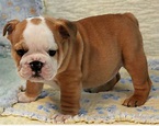 Cute baby bulldog :-) | cut dogs | Pinterest