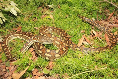 Coastal Carpet Python South East Snake Catcher Gold Coast