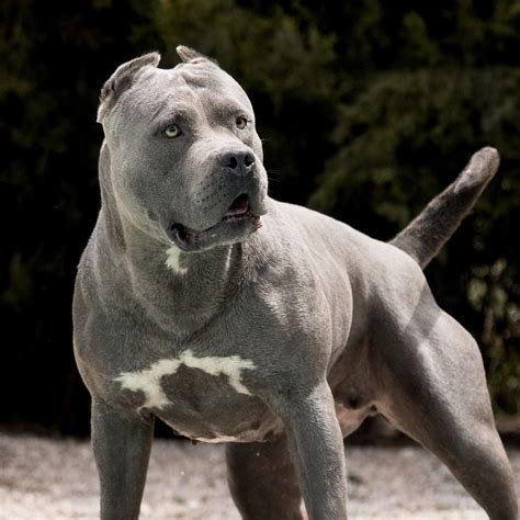Our dogs are massive, ripped, and have the biggest bone you will find in an xxl american bully bloodline. American Bully Xxl Hessen