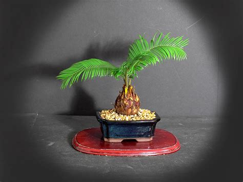 Sago Palm Bonsai Tree Stress Reduction Collection From Livebonsaitree