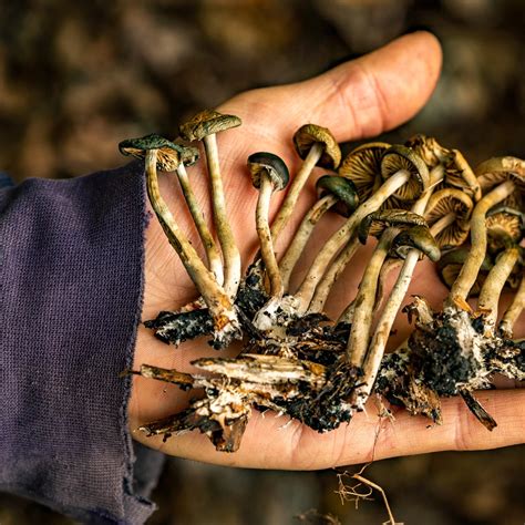 10 Potential Risks Of Taking Magic Mushrooms Medical Advantages And