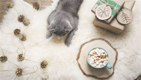 However, too much fat can give your cat a. Can Cats Eat Marshmallows? Are Marshmallows Safe For Cats ...