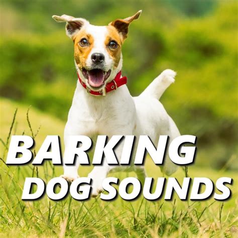 What Does Dogs Barking Sound Like
