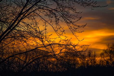 Free Images Branch Afterglow Nature Sunset Sunrise Tree Natural