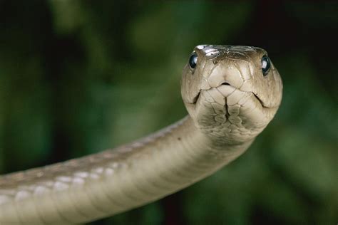 Black Mamba Dendroaspis Polylepis Photograph By George Grall