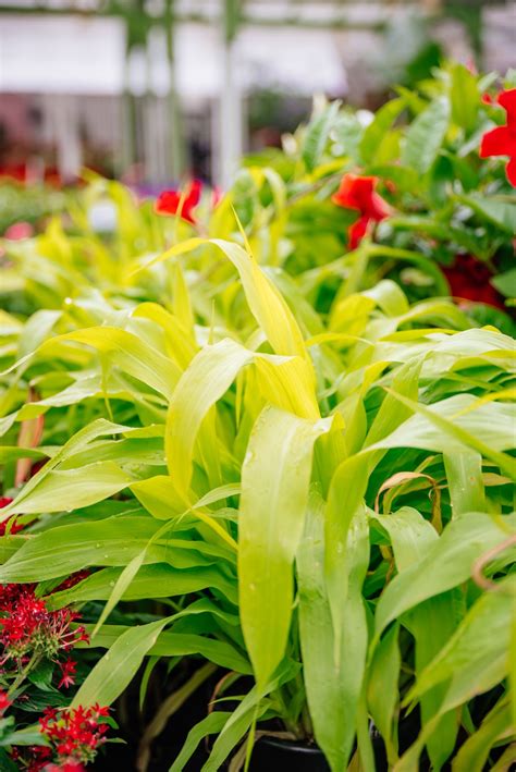 Decorative Corn Annual Flowers Garden Center Plants