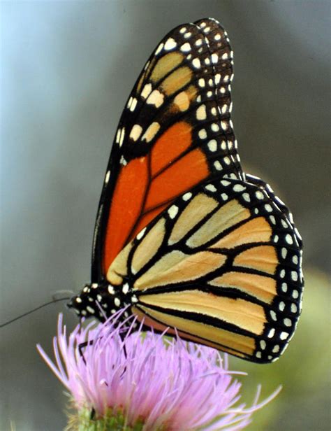 Beautiful Monarch Photograph By Marty Koch Fine Art America