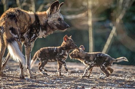 African Wild Dog Pups And Mother