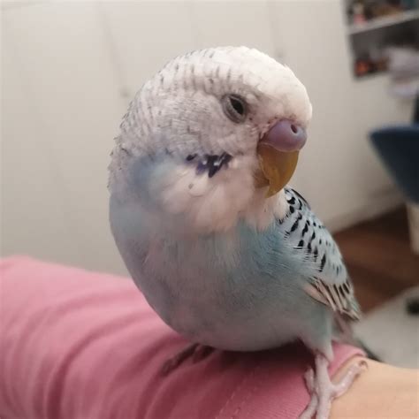 Hes Smiling Rbudgies