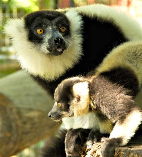 Black Lemur An Endangered Species