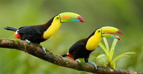 Keel Billed Toucan Bird Facts Ramphastos Sulfuratus Wiki Point