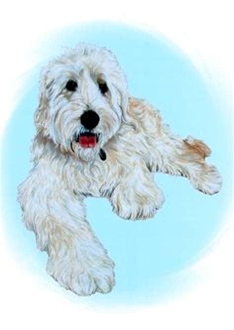 The brown coloring in goldendoodles typically comes from the dominant genes of the poodle. Dog coloring pages you can print.- goldendoodle ...