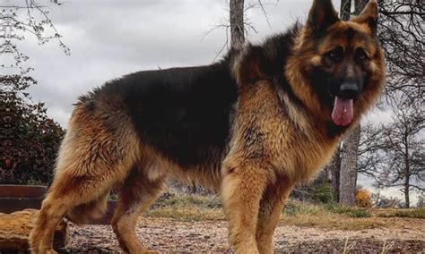 What Is The Price Of A German Shepherd Dog In India Quora