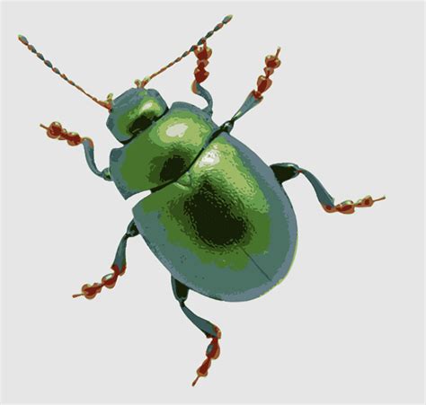 Funny Insect Clip Art Clip Art Library Clip Art Library