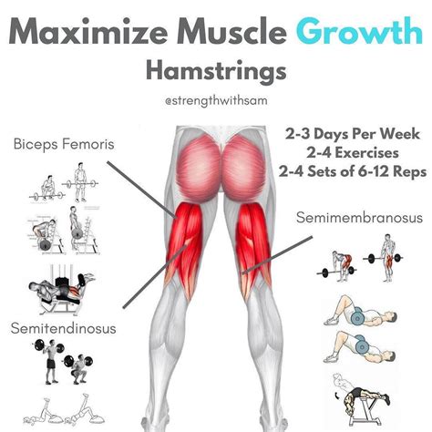 hamstring exercises hamstrings workout improve hamstring strength and definition gymguider com
