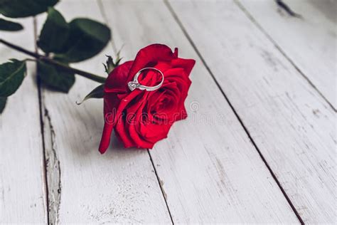 Red Rose Marriage Proposal Ring Engagement Stock Image Image Of