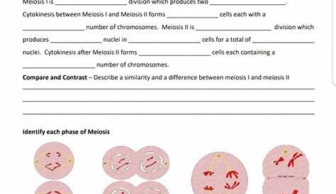 Mitosis Vs Meiosis Worksheet Key