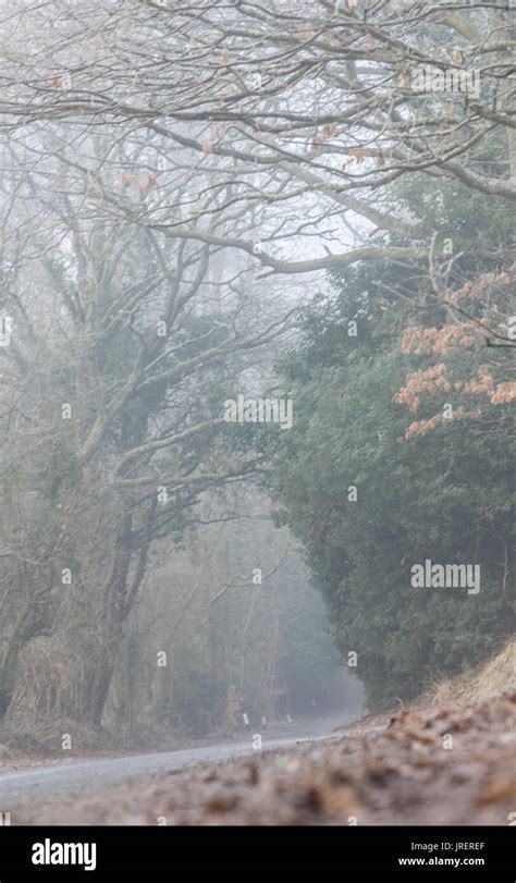 Country Lane On Misty Winters Morning Stock Photo Alamy