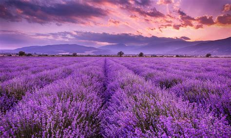 Lavender Fields