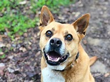 Rescue dogs near me for adoption | Adopt. 2020-07-23