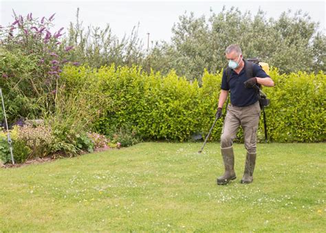 How To Remove Khaki Weed From Your Lawn Myhometurf