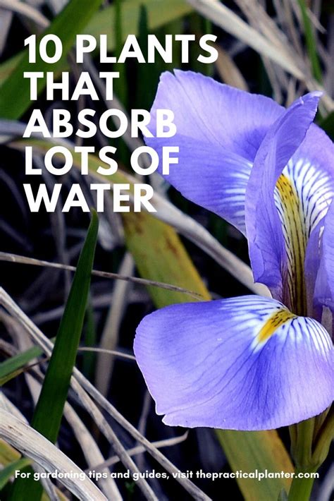 10 Impressive Plants That Absorb Lots Of Water Plants Fragrant Plant