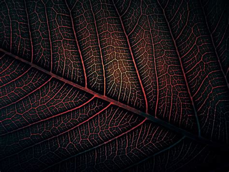 Hd Wallpaper Red Leaf Macro Photography Of Red And Black Leaf Leaves