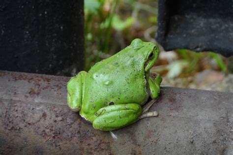 Free Images Nature Wildlife Foliage Green Toad Amphibian Garden