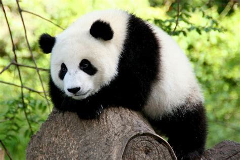 Панды красивые картинки 100 фото
