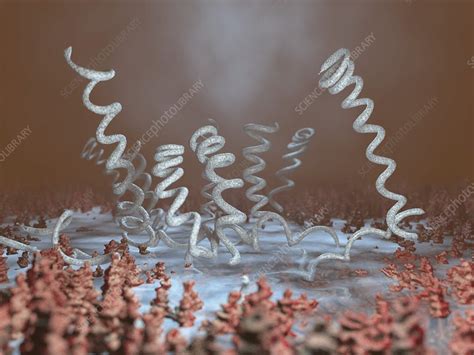 Treponema Pallidum Bacteria Artwork Stock Image C0227031