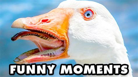 Untitled Goose Game Funny Moments Montage Youtube