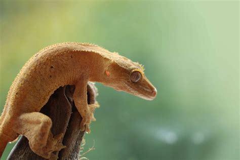 Crested Gecko Care Guide Taking Care Of A Crested Gecko