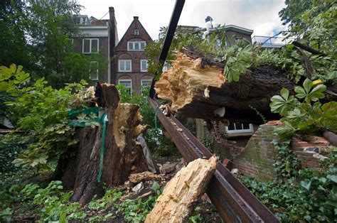 Anne Franks Tree Is Gone But Dispute Remains The New York Times