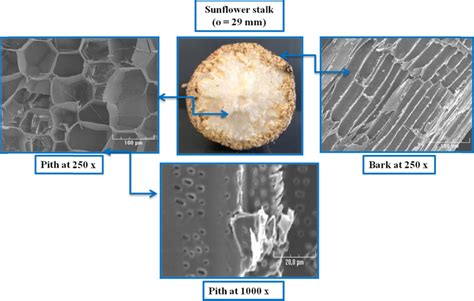 Sem Observations Of Pith And Bark Of Sunflower Stalk Cells Download