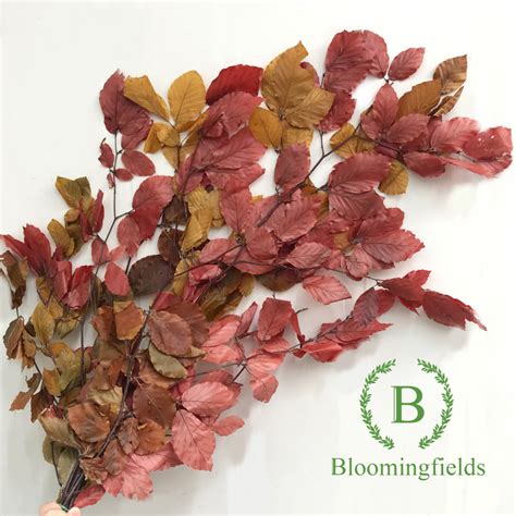 Preserved Copper Beech Fagus Autumn