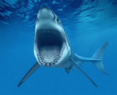 Wallpaper Shark Underwater Best Diving Sites Animals 4683