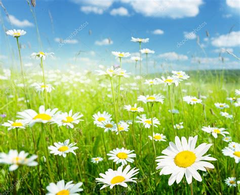 Sunny Day And Field Of Summer Flowers — Stock Photo © Iakov 4622197 5ba