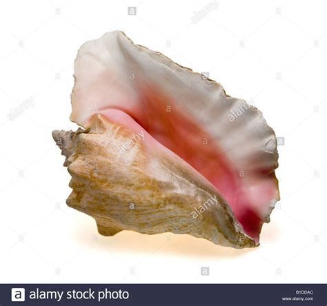 Queen Conch Strombus Gigas Shell From The Bahamas But