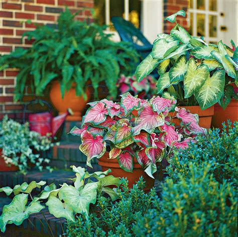 30 Containers For Covered Porches That Thrive In The Shade Container