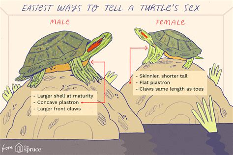 Determining The Gender Of A Turtle