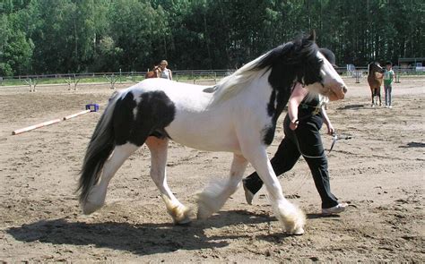 5 Black And White Horse Breeds Guaranteed To Make You Fall In Love
