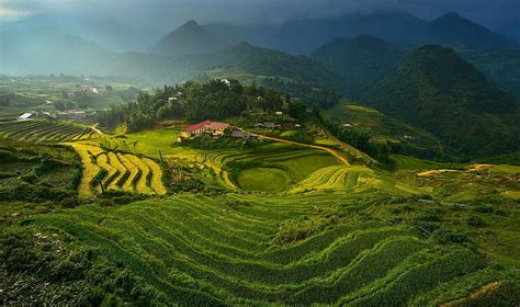 Hd Wallpaper Rice Terraces Landscape Vietnam Terraced Field