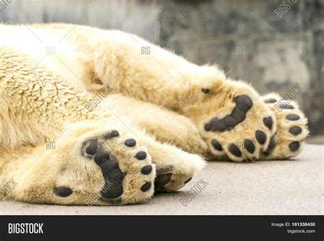 Paws Polar Bear Ursus Image And Photo Free Trial Bigstock