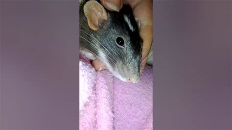 My Rat Ari Bruxing And Boggling Youtube