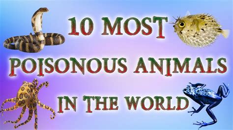 10 Most Poisonous Animals In The World Most Venomous Animals 2018