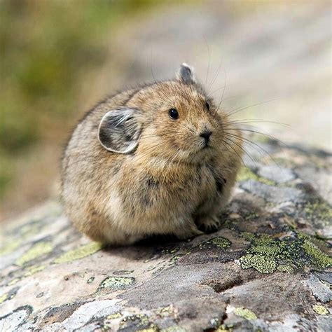 Pin By Maxine Tasker On Pika Cute Animals Animals Beautiful Cute